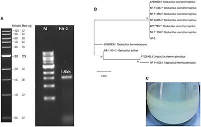 Production and characterization of rhamnolipid biosurfactant from thermophilic Geobacillus stearothermophilus bacterium isolated from Uhud mountain